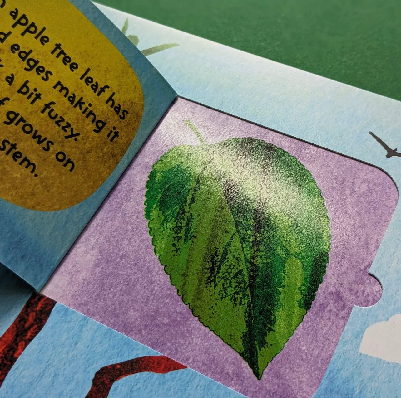 The Life Cycle of Trees