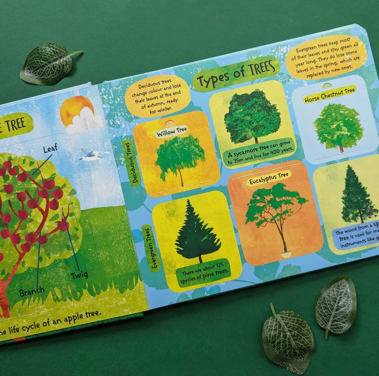 The Life Cycle of Trees