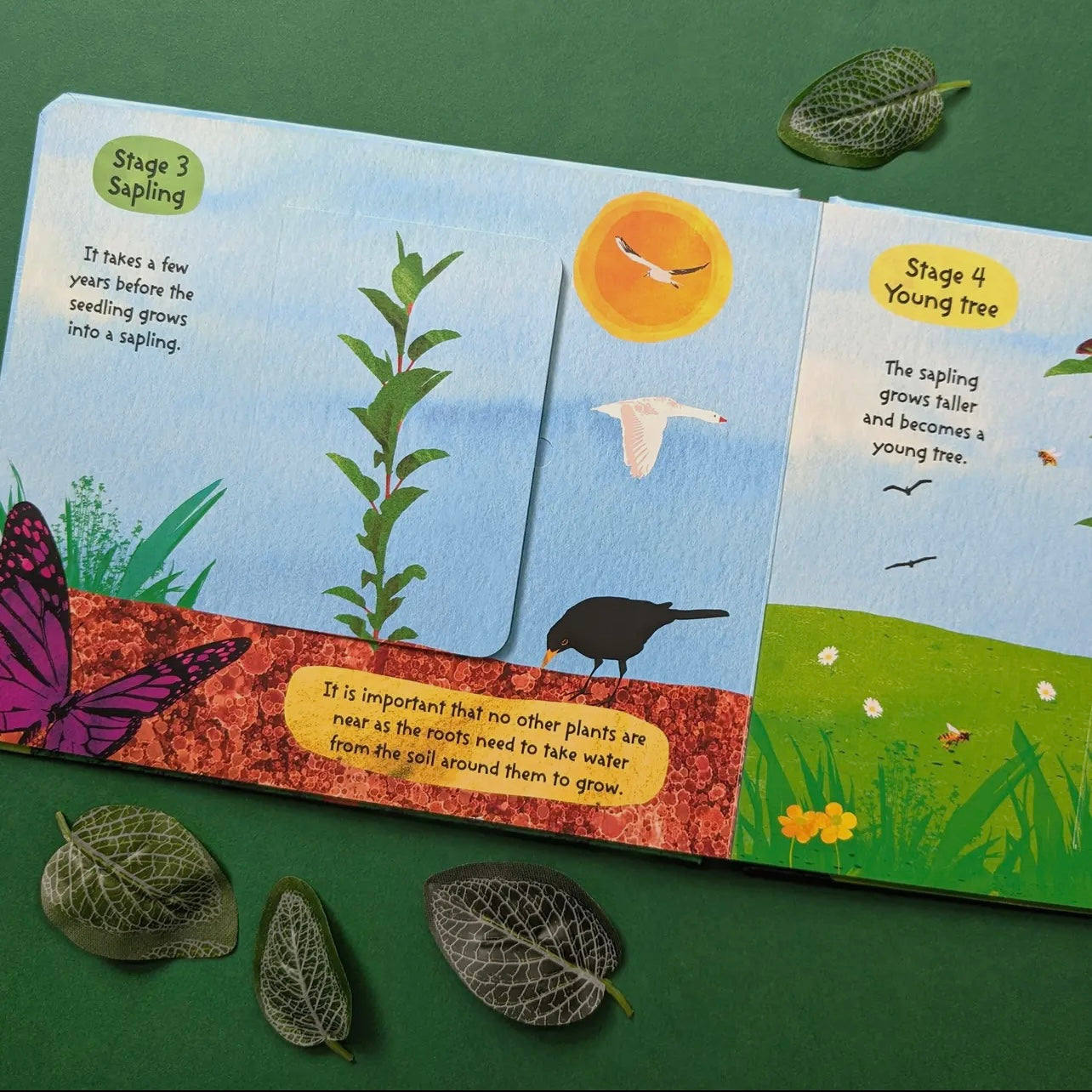 The Life Cycle of Trees